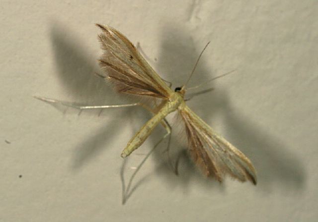 Hellinsia sp.? Pterophoridae